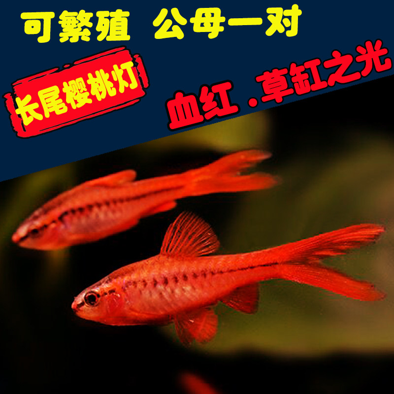 6.鱼来鱼旺水族樱桃灯长尾灯小型热带红玫瑰鲫鱼月销30件06 9.95.