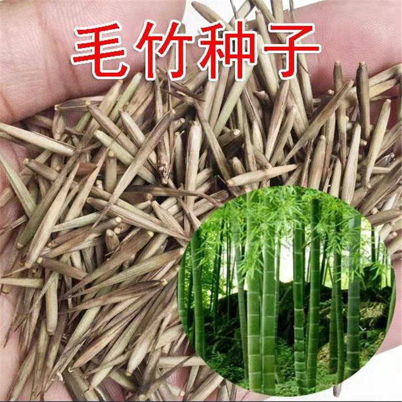 大型毛竹种子生长快江南竹茅竹楠竹观赏编织扫帚食用竹笋竹子种籽