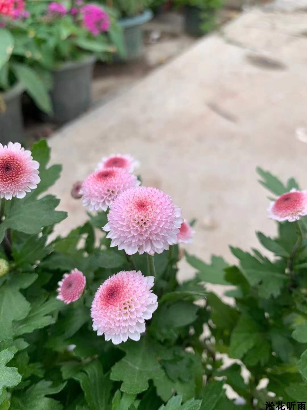 日本进口新品种珠玉之卵迷你小雏菊盆栽花苗阳台花卉植物多年生