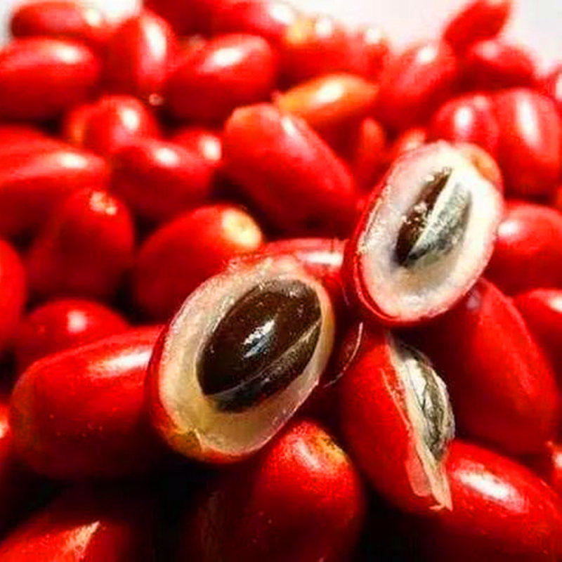 神秘果树苗四季开花当年结果变味果吃酸变甜盆栽果树带叶带花带果