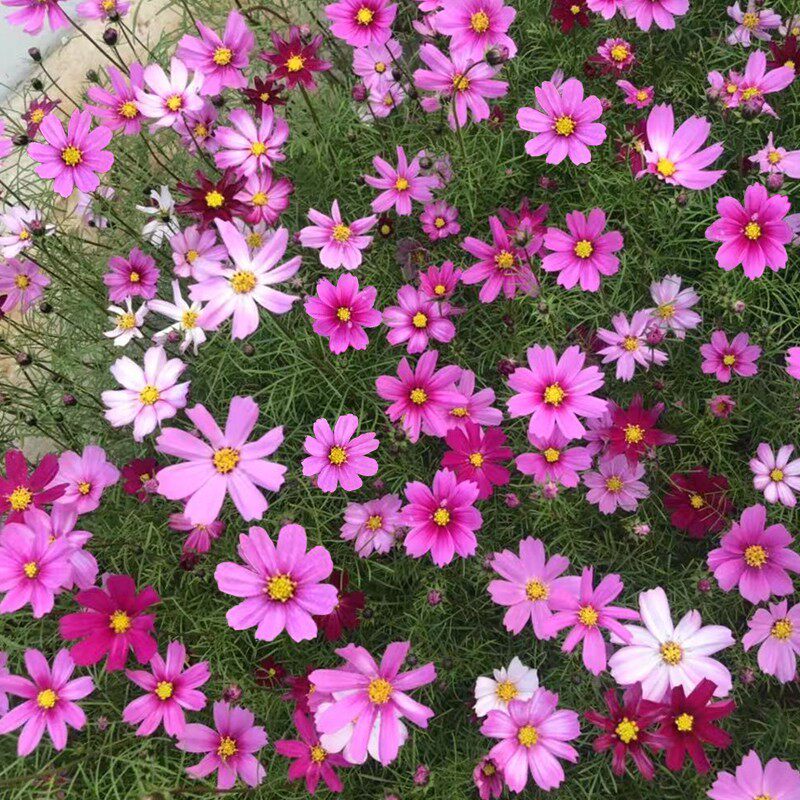 格桑花种子四季种混色七彩