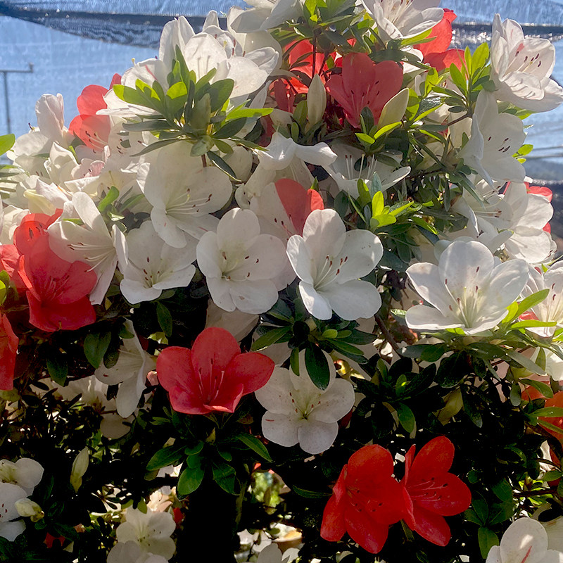 日本皋月杜鹃鹃之舞原生苗碧空带花苞盆栽初冠雪四季开花多色品种
