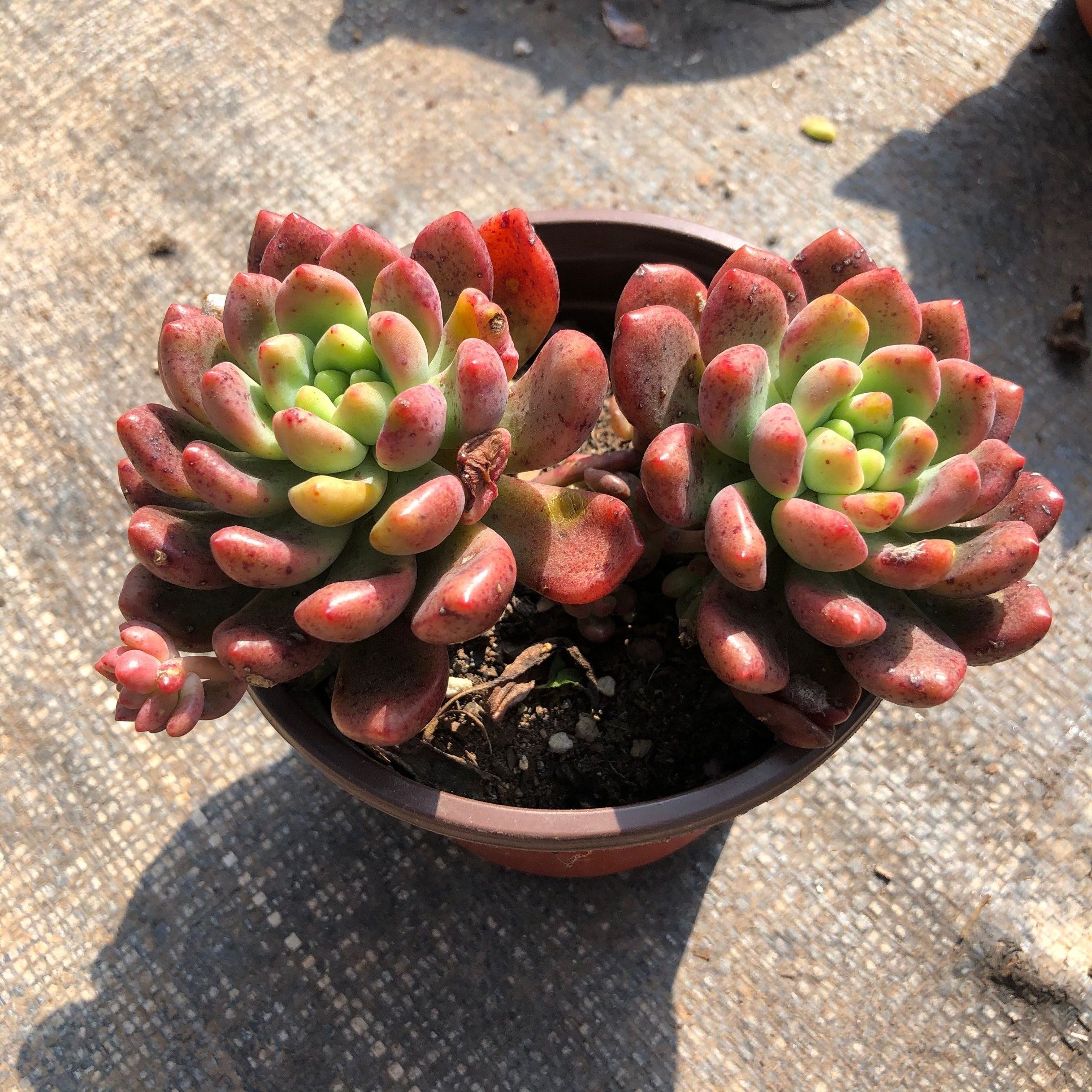 一折chanel口红58_花田坊 群生多肉植物 香奈儿群生 直播专拍三十五号