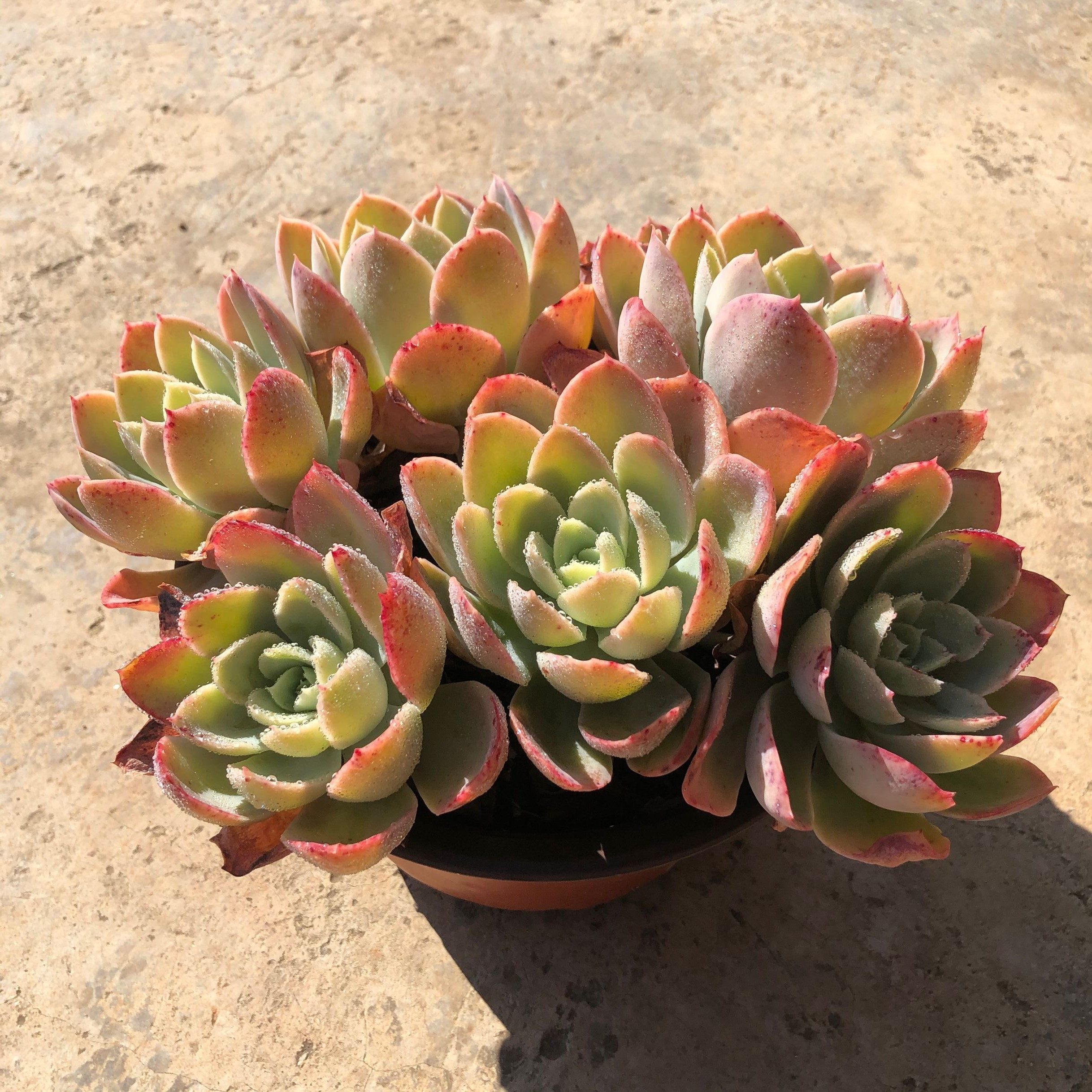 花田丝绸面纱群生多肉植物直播专拍二十二十一多肉植物