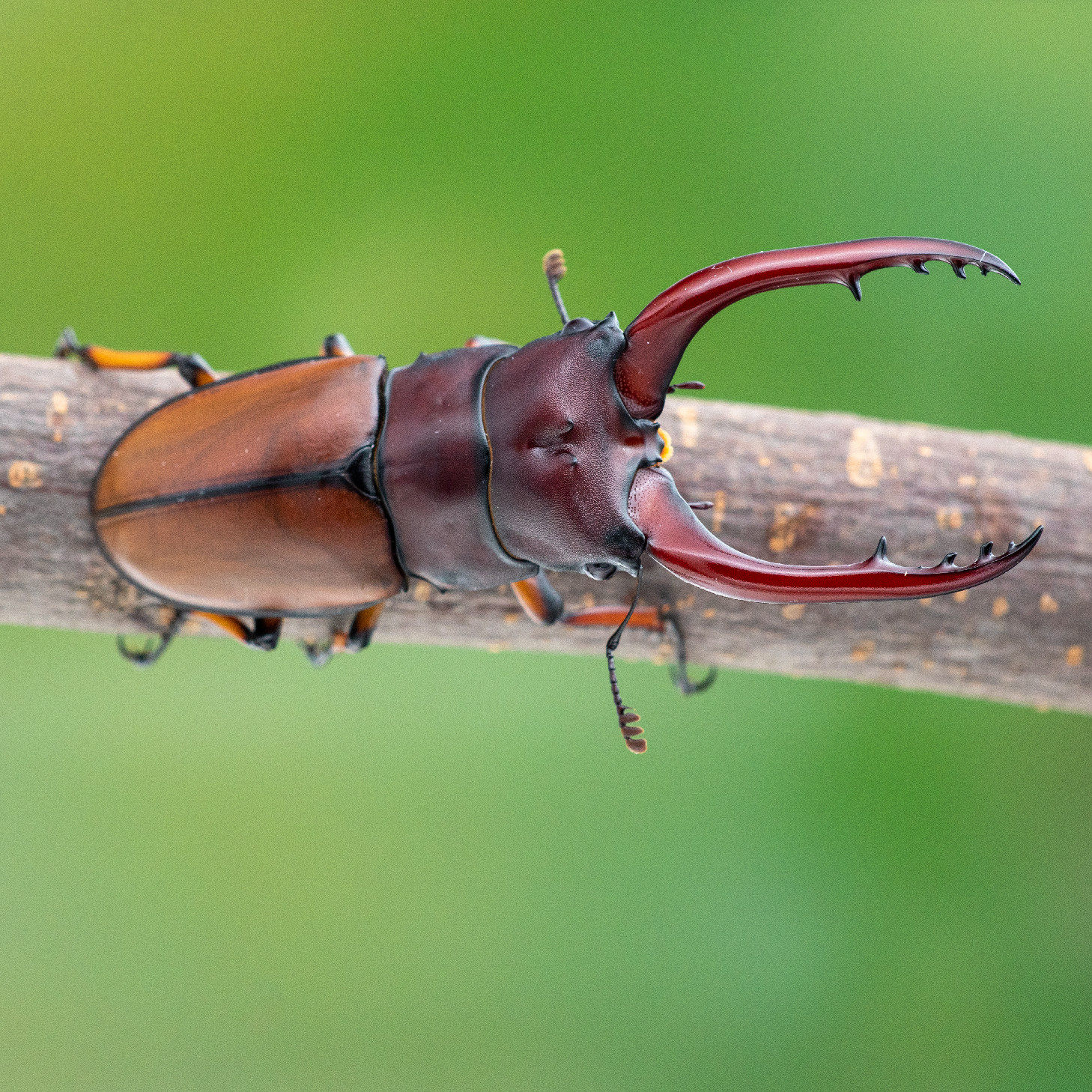 牧野虫社爪哇两点锯锹独角仙甲虫爬宠活体锹形虫昆虫锹甲中国大扁