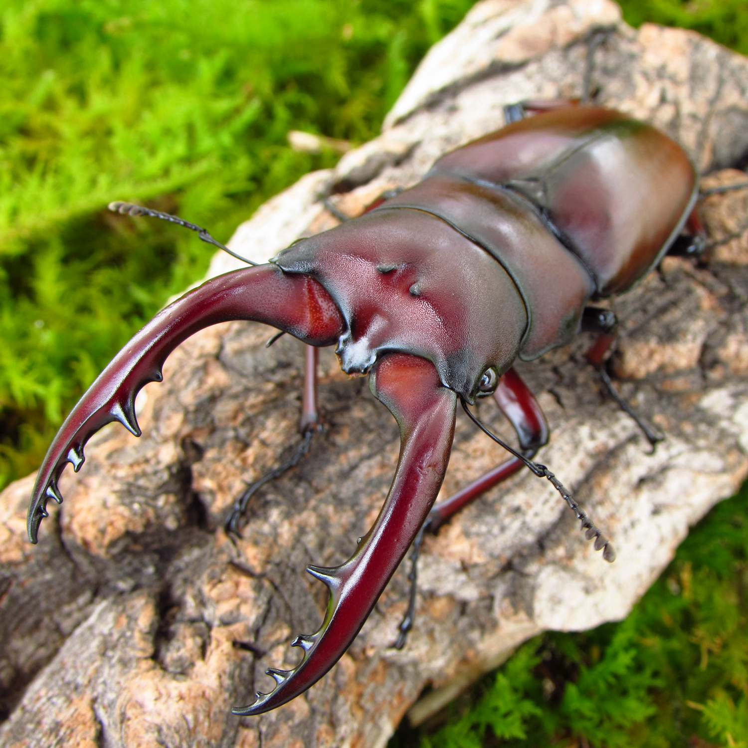 牧野虫社独角仙甲虫宠物 血红两点赤锯锹形虫 幼虫