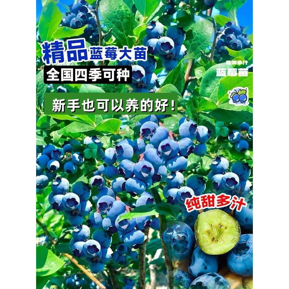 蓝莓树果苗蓝莓苗盆栽地栽带大果南北方种植苗兔眼果树结果蓝梅