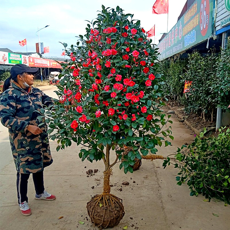 庭院耐寒山茶花冬季四季常青花卉耐冬茶花楼顶耐冻大型树苗绿植花