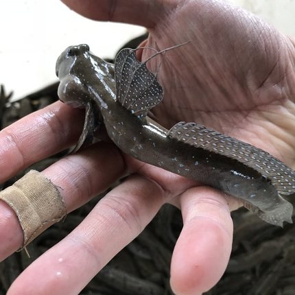 跳跳鱼1斤2226条三门小海海鲜鲜活新鲜花跳鱼弹其它