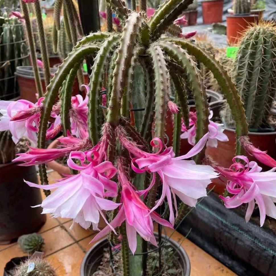 鼠尾令箭荷花九尾狐嫁接群生多肉植物好养