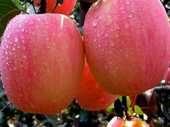 农家苹果水果红富士苹果新鲜脆甜苹果特产现摘现发5斤包邮