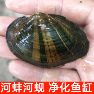 河蚌河蚬活体净化鱼缸淡水冷水原生宠物小型水族除藻鳑鲏旁皮繁殖