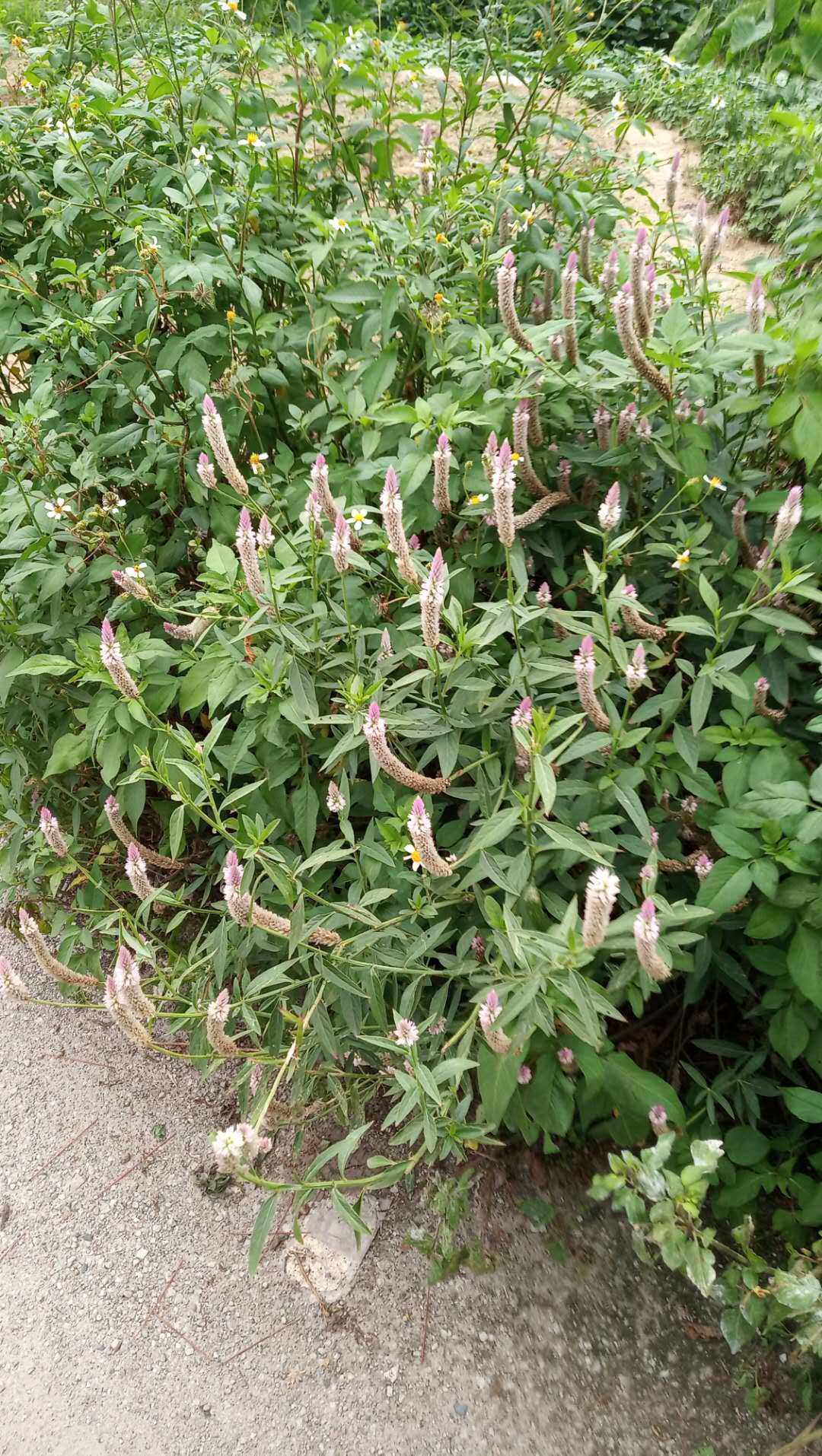 潮汕青草药现采新鲜青葙草蒿昆仑草牛母窝鸡冠苋