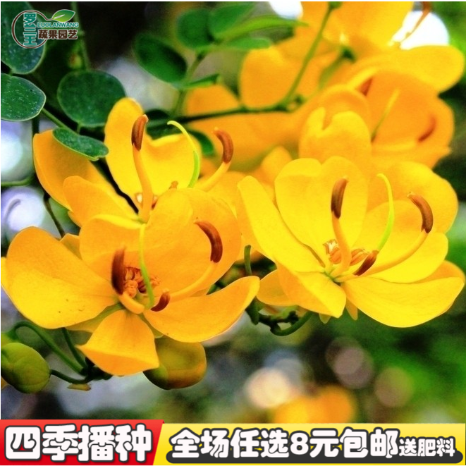 【决明子种子】野生中草药材中药材决翅荚决明盆栽药用特蔬菜种子|ruв категории ZIPPO/швейцарский армейский нож/очки, швейцарский армейский нож - от Buy2taobao.com для оказания профессиональной услуги покупки агента Taobao