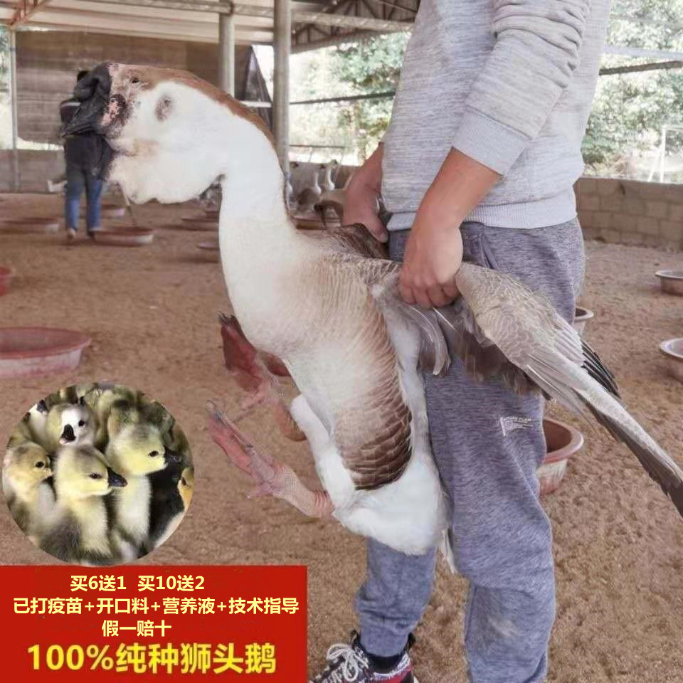 狮头鹅活体正宗潮汕纯种汕头鹅仔大型品种饶平狮头鹅活苗特大包邮