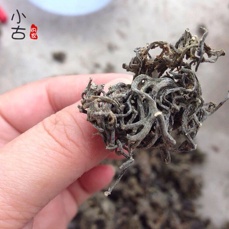 新货 海带根须头500克 福建特产昆布农产品药引子 海产干货包邮