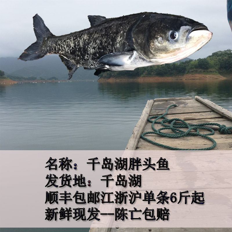 千岛湖鱼妈妈生鲜活鱼鳙鱼包头鱼活体千岛湖大鱼头鲜活胖头鱼