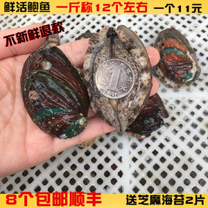 8只顺丰包邮鲜活海鲜水产五彩七孔鲍鱼新鲜10头野生鲍鱼一只11元