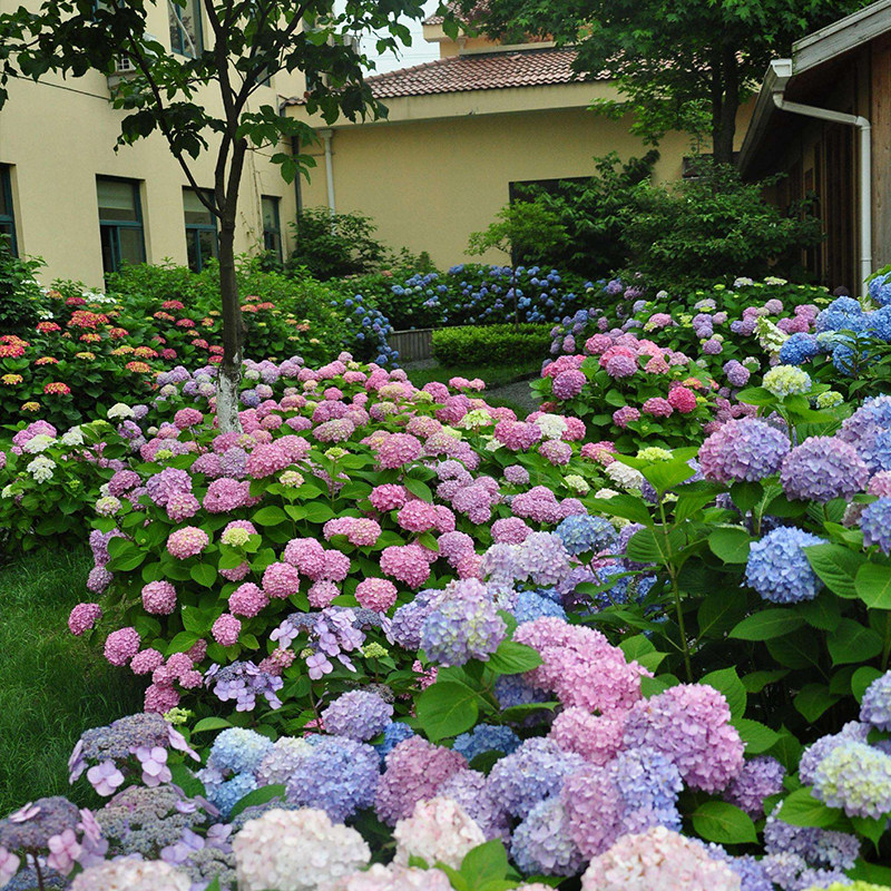 岁月静好玫瑰园混苗大花绣球带盆栽好不挑品种耐荫阳台庭院造景