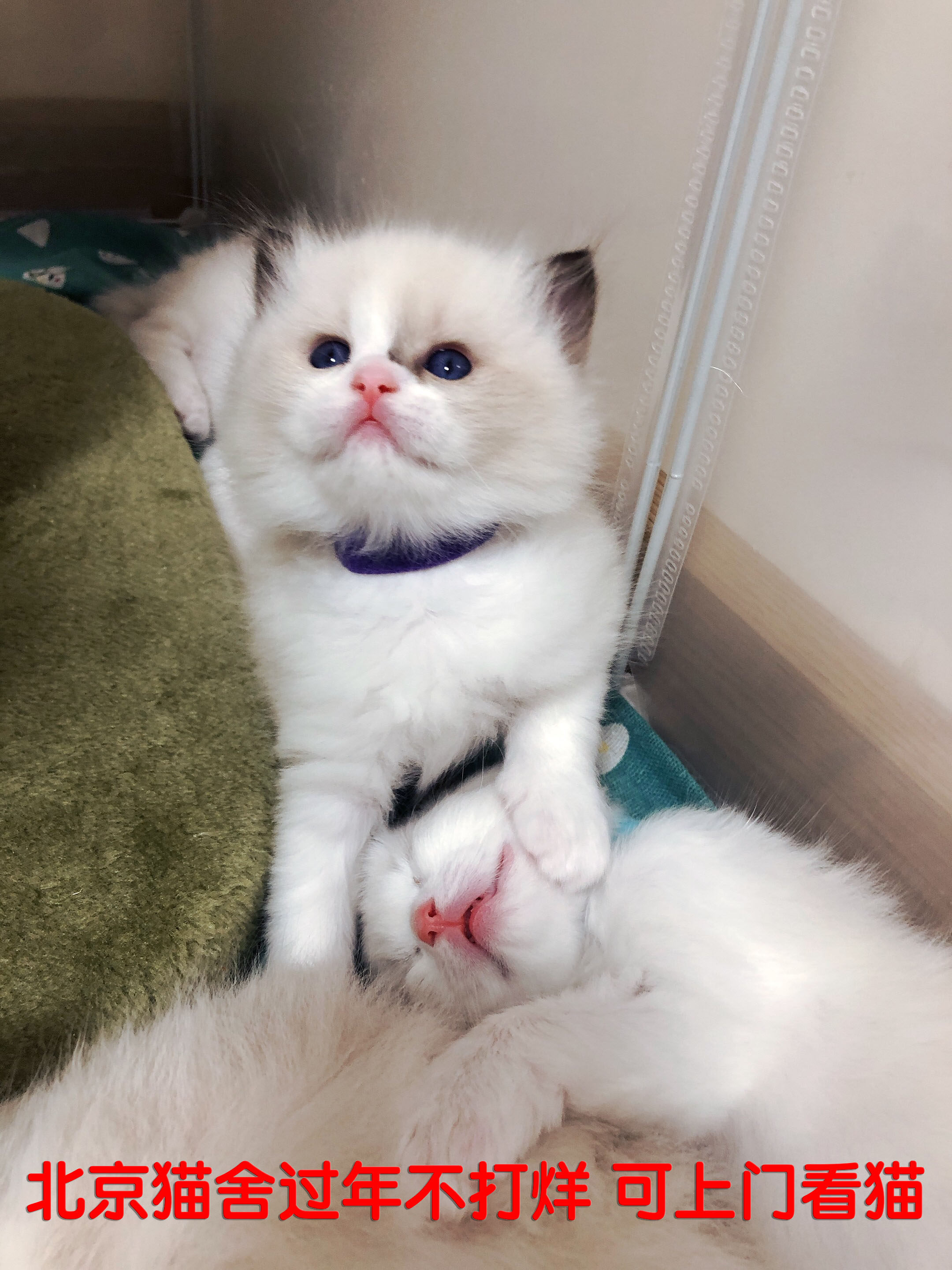 北京纯种布偶蓝双海双幼猫活体血统家庭猫舍同城可上门挑选