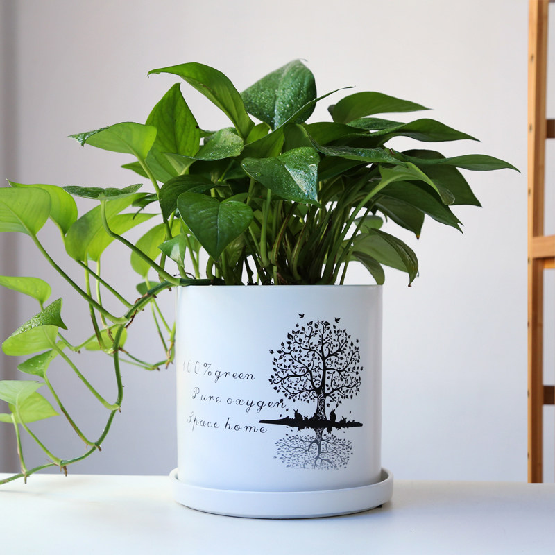 花盆 创意 个性 绿萝