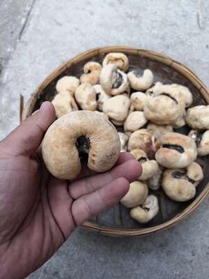 玉龙云南纯天然生肉球菌野生竹菌500g灵芝制品功效与作