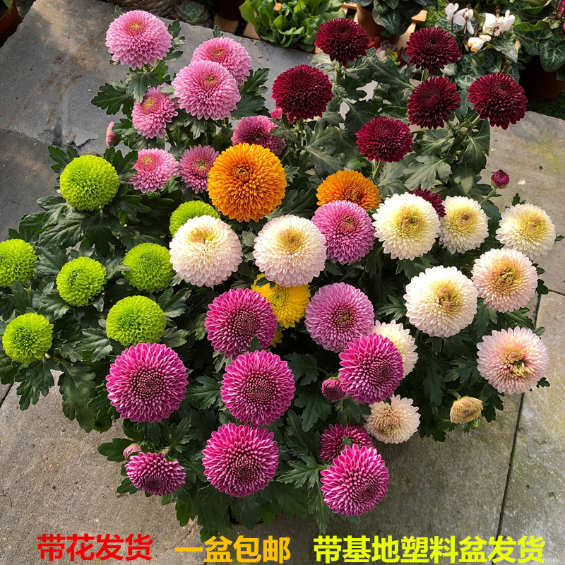 乒乓菊盆栽重瓣球形菊花苗室内阳台开花植物带花花卉花期长耐寒