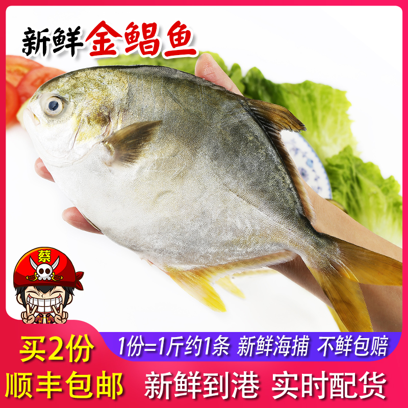 蔡船长新鲜海鲜海鲳鱼 当天海捕金鲳鱼海鱼新鲜扁鱼