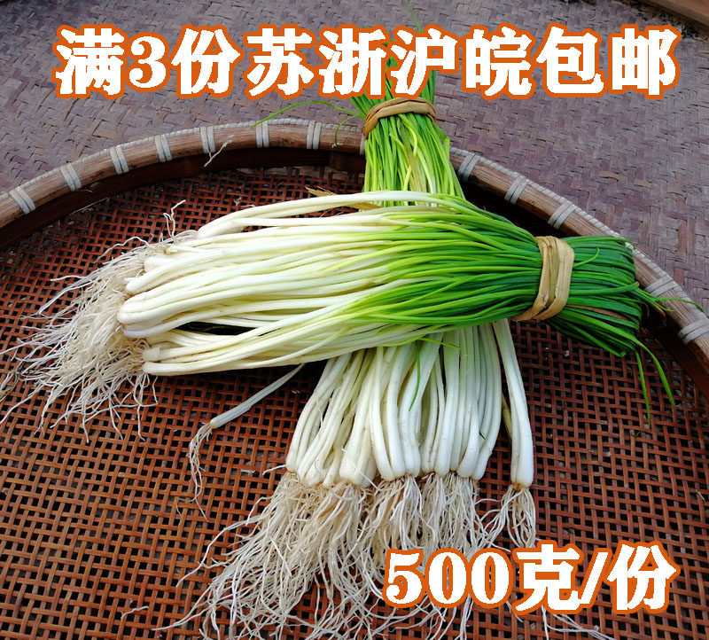500克农家自种新鲜荞头苗藠头苗茭头薤白里乔蔬菜