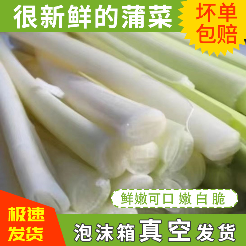 蒲菜新鲜野茭白淮安蒲笋茭儿菜蔬菜当