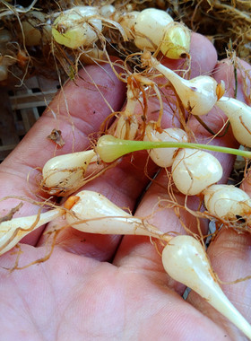 贵州新鲜珍珠草 中药材九子连环草地下珍珠草三七算盘子散装500克