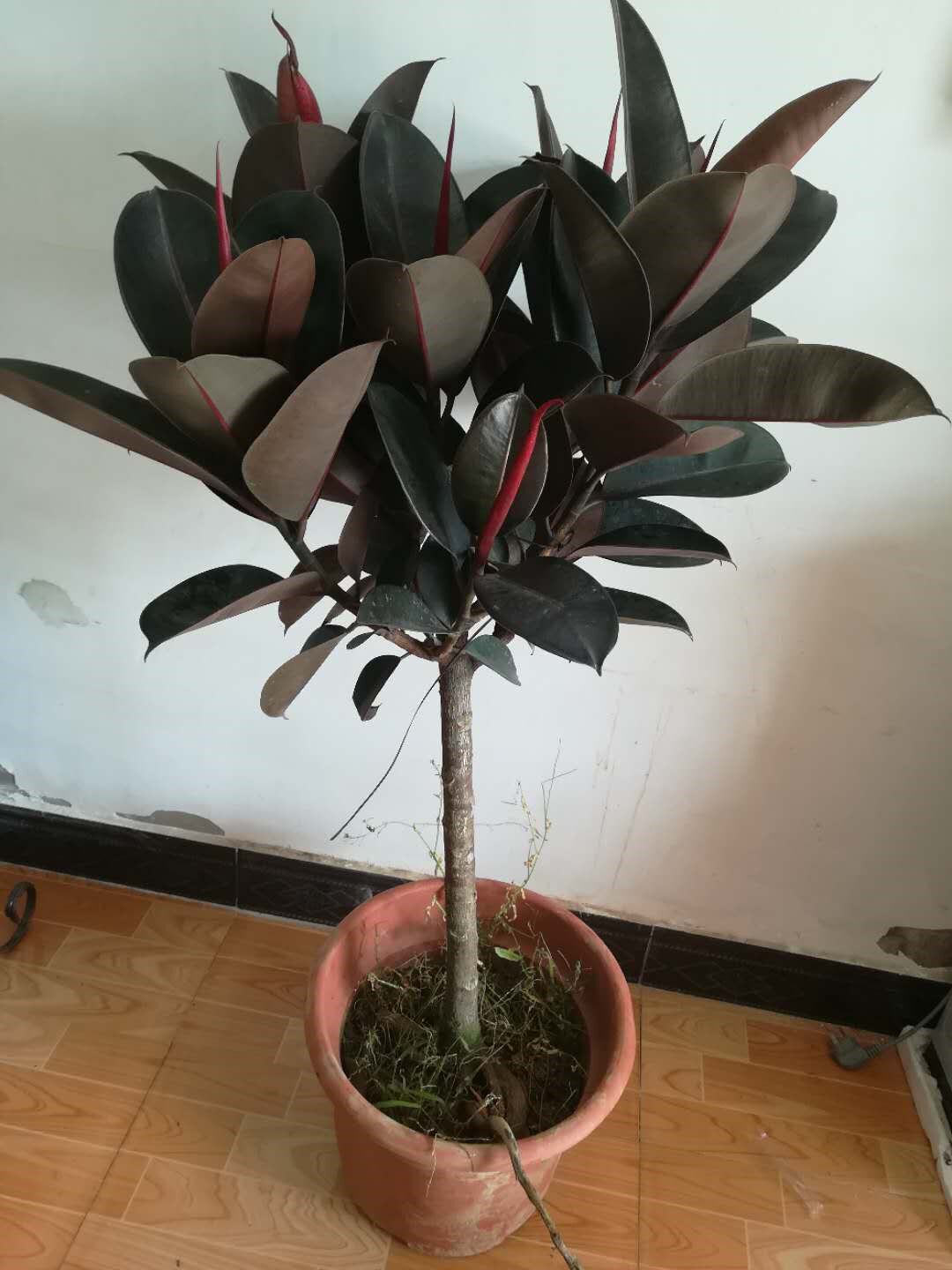 橡皮树怎么养才能更旺盛(橡皮树的养殖方法和注意事项)