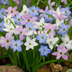 朱顶红种球现货图片