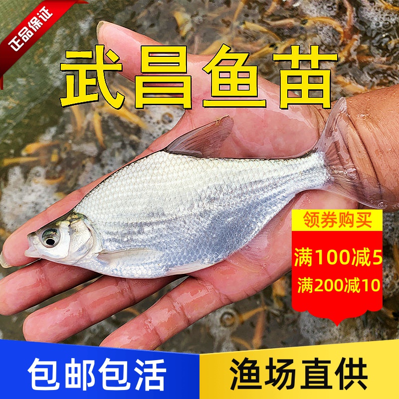 武昌鱼