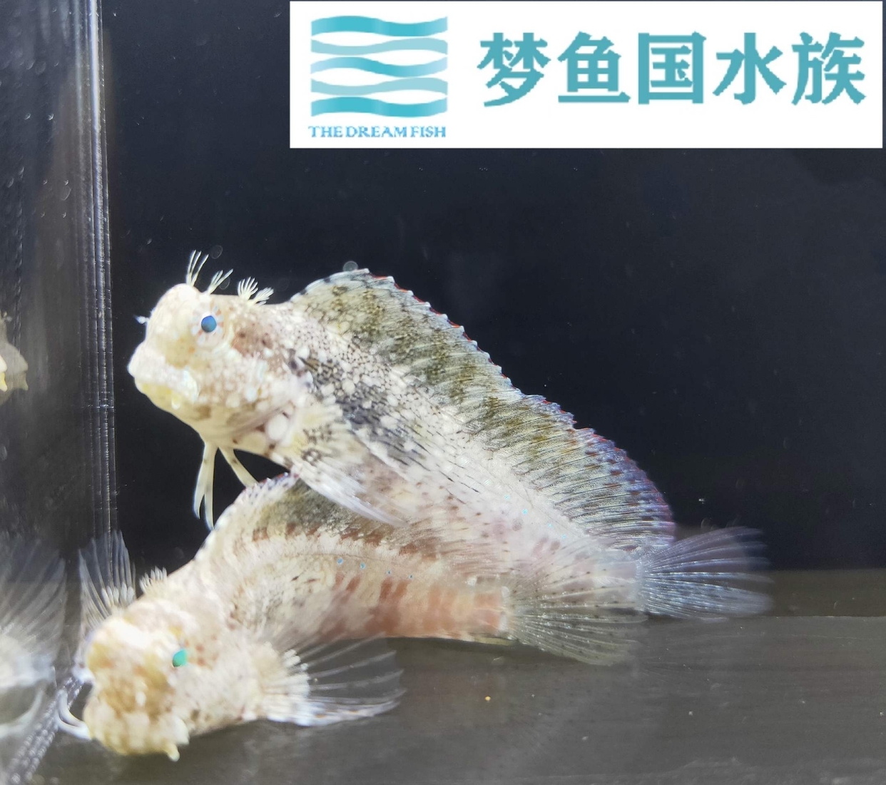 梦鱼国顺丰鱼西瓜刨海水发货包活