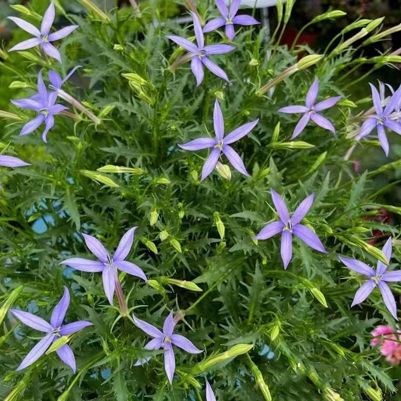 彩星花盆栽 趣味流星花同瓣草庭院阳台蓝色草本花卉 带花发花期长