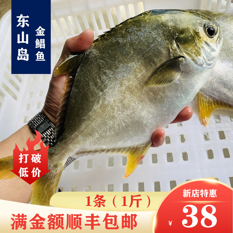福建东山岛海鲜野生海钓海捕金鲳鱼一条一斤冷冻发货鲜嫩食用海鱼