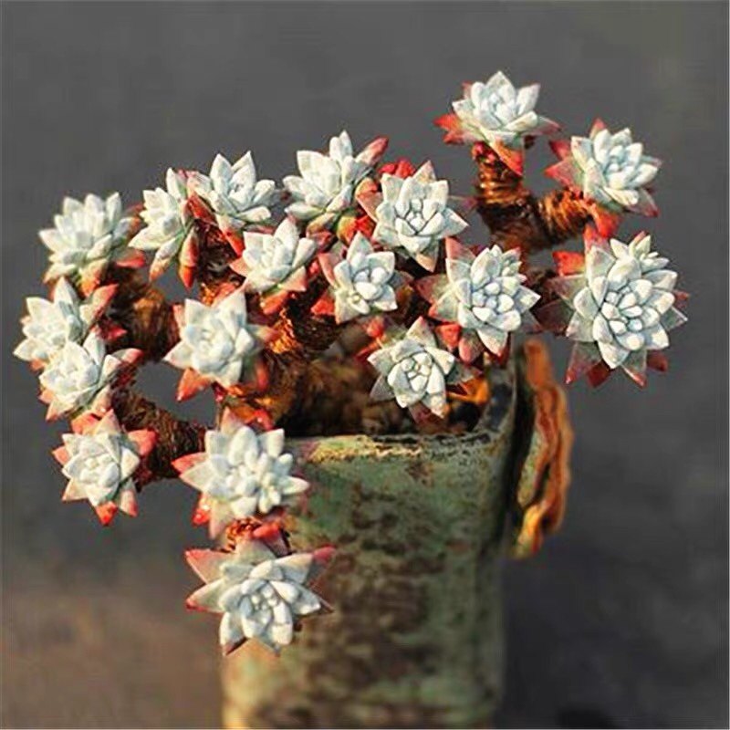 韩货丸叶白菊仙女杯群生无砍老桩多肉植物格诺玛一物一拍进口