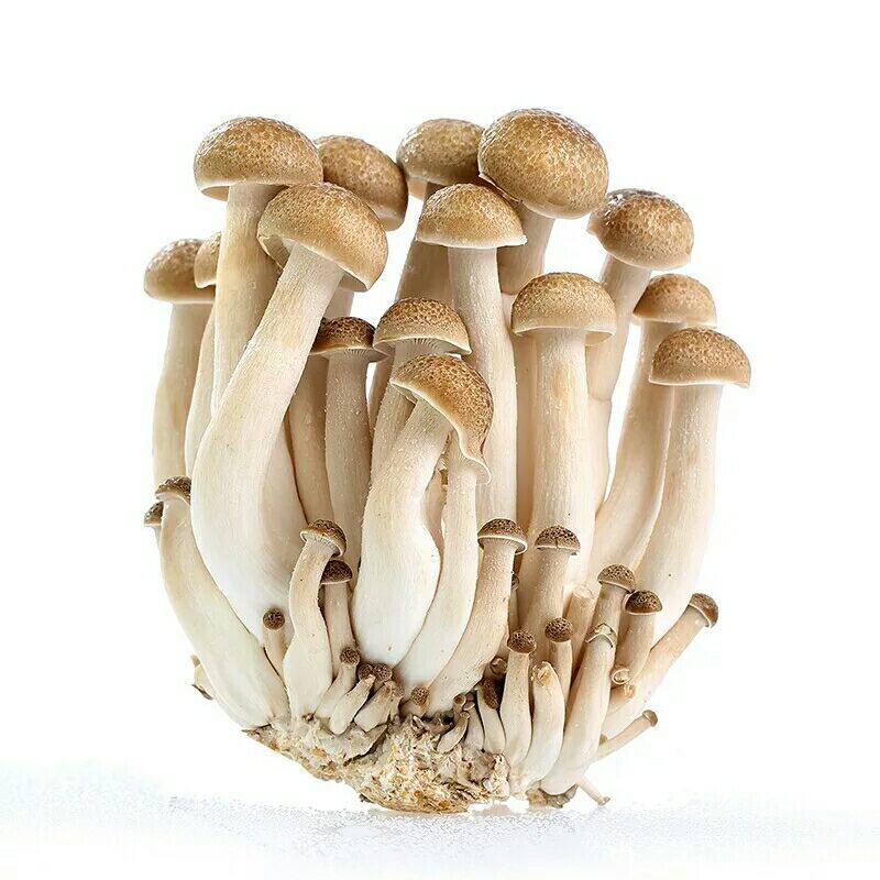 火锅食材 新鲜菌菇 蟹味菇 真姬菇 1包袋4斤