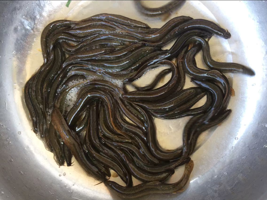 正宗野生泥鳅土泥鳅水中人参鲜活泥鳅土产 特产湖北武汉5斤起包邮