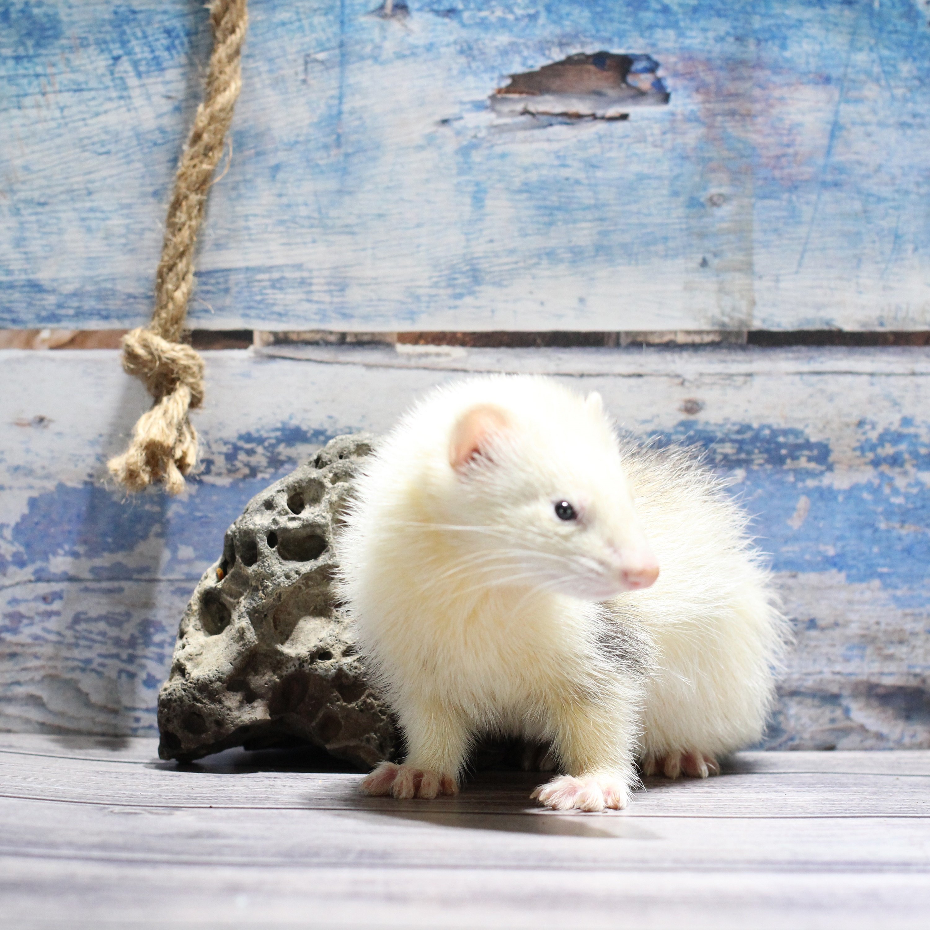 安哥鲁宠物雪貂厂家直供安格鲁貂幼崽幼体懒人宿舍小萌易养