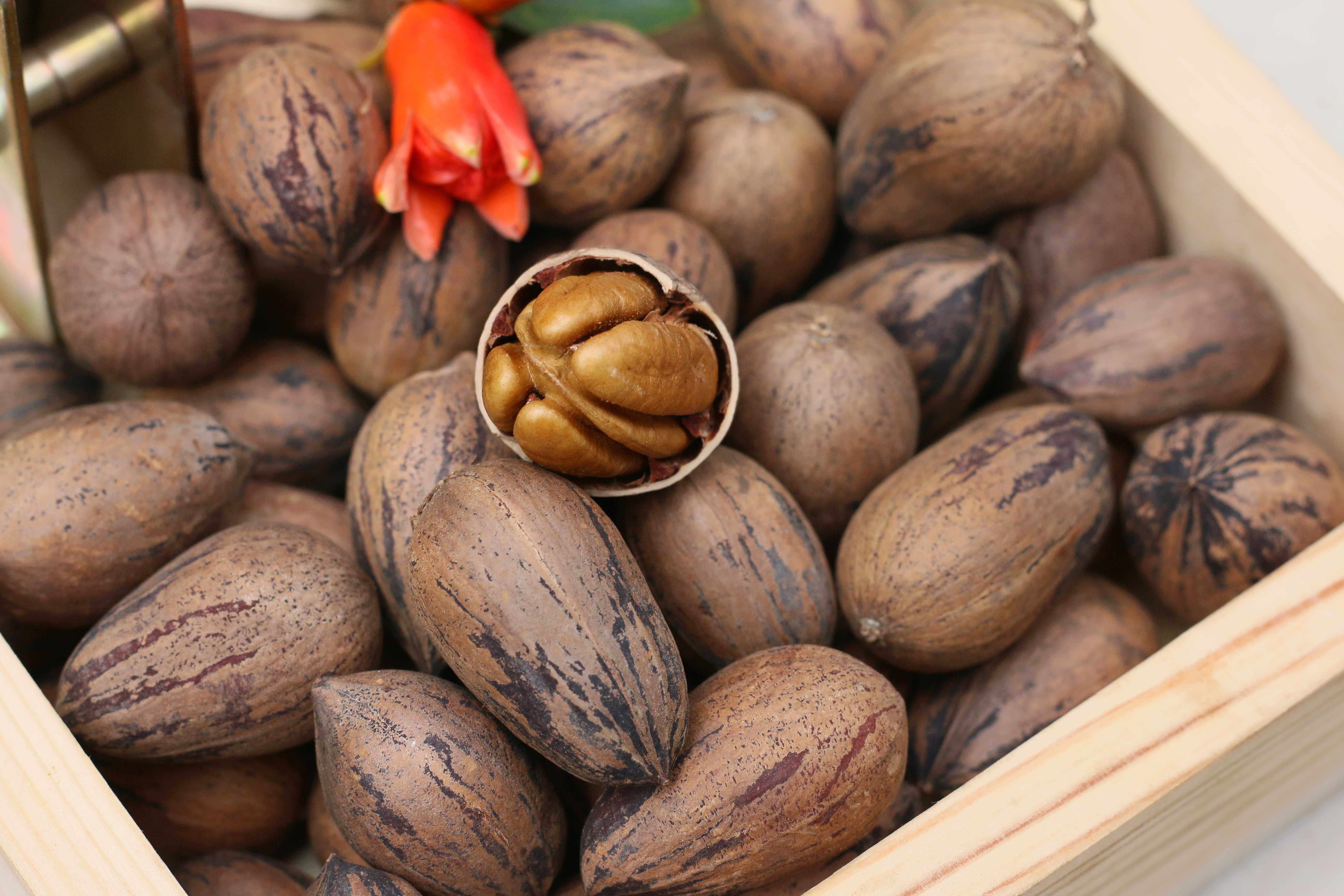 生碧根果新鲜未加工原汁原味美国野生山核桃长寿果临安小核桃云南