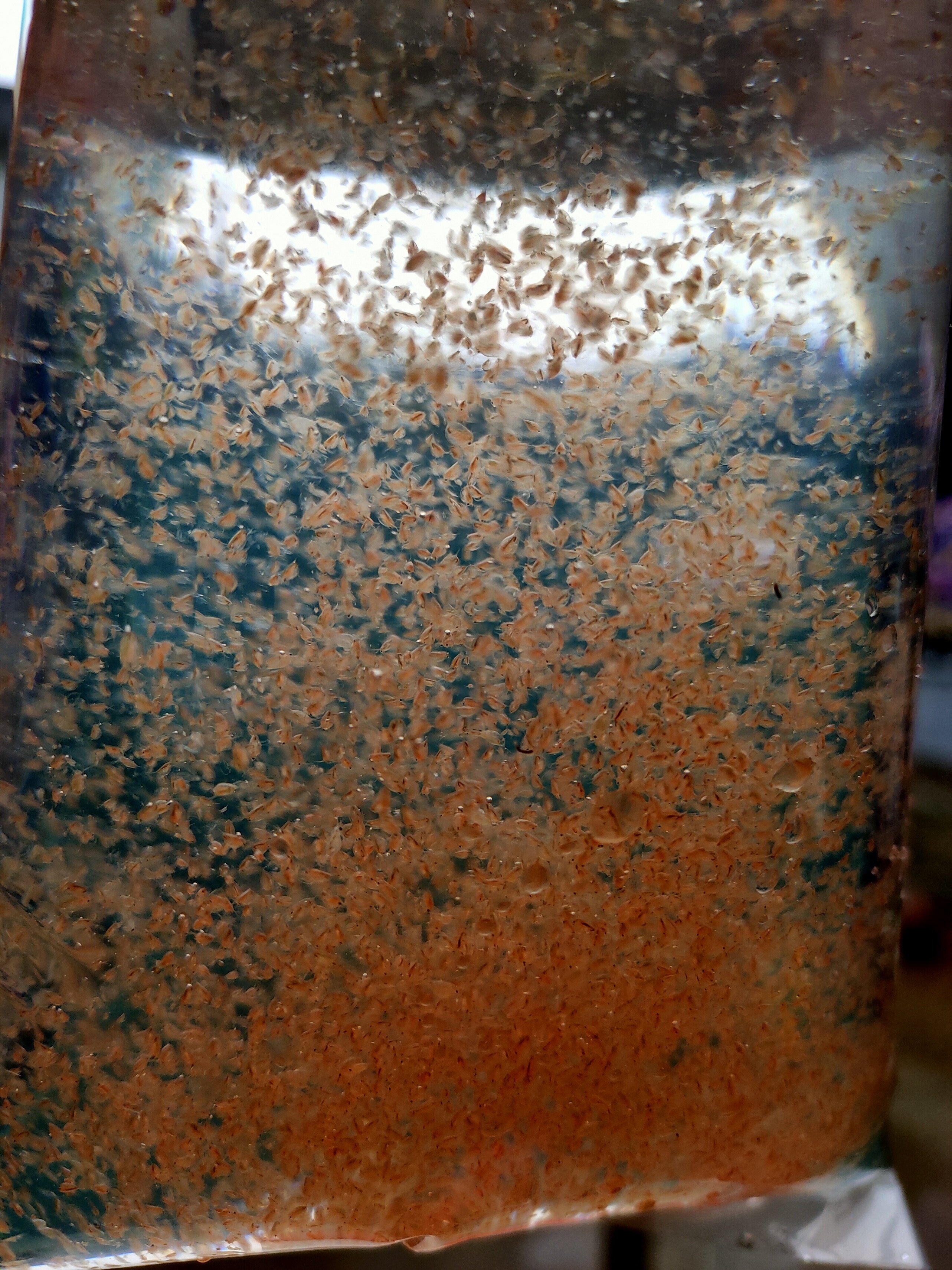 水蚤圆水蚤活体买家可养殖送清洁小螺-mc母婴网