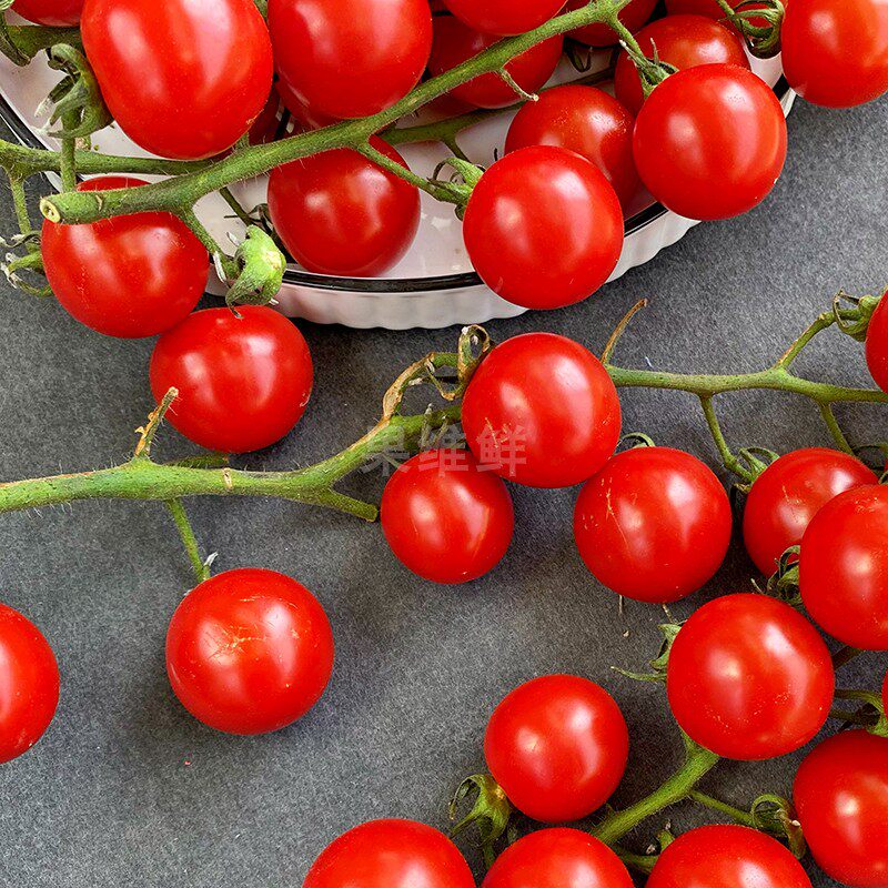 串红樱桃番茄 1斤 约3串 新鲜水果小柿子 脆脆甜甜的小番茄