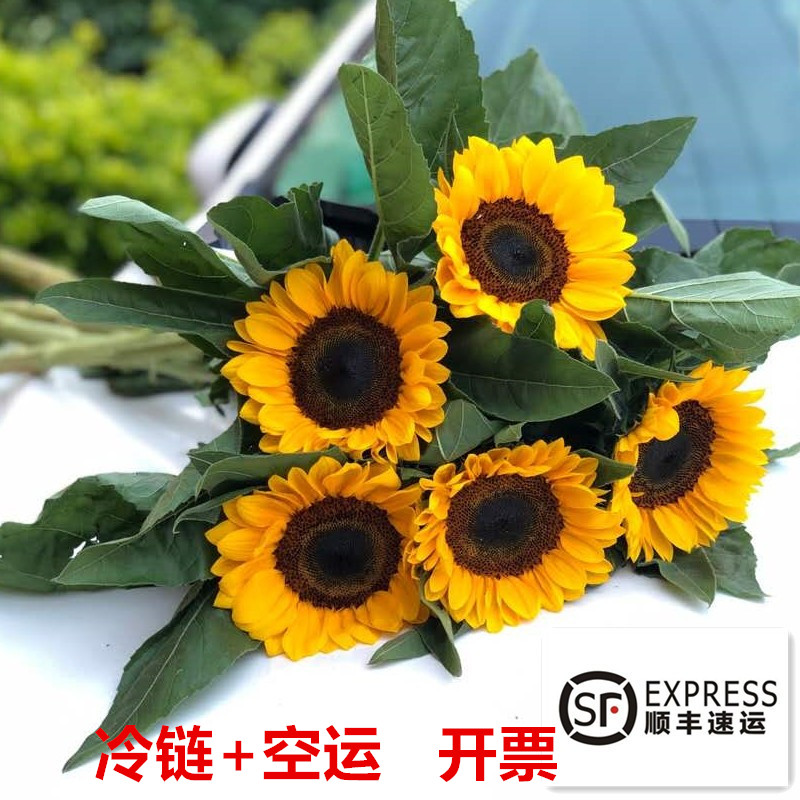 向日葵鲜花 云南昆明基地直发 毕业季花束  家庭办公摆放送人插花