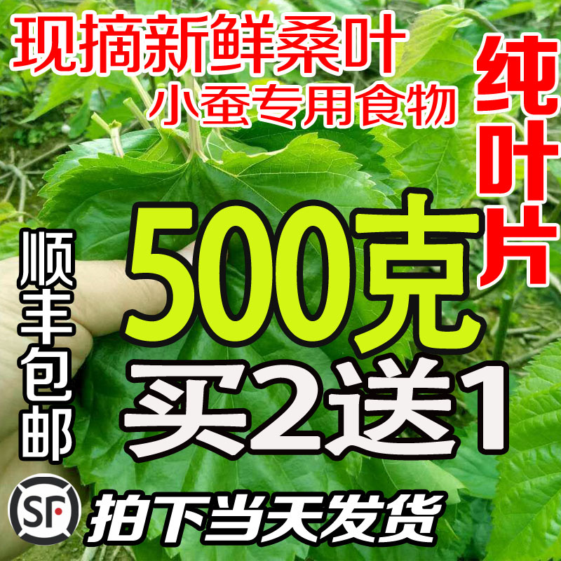 新鲜桑叶农家现摘嫩叶蚁蚕小蚕大蚕宝宝卵桑叶新鲜食物顺丰包邮在类目 传统滋补营养品, 药食同源食品, 桑叶中 - 来自Buy2taobao.com提供专业的淘宝代购服务