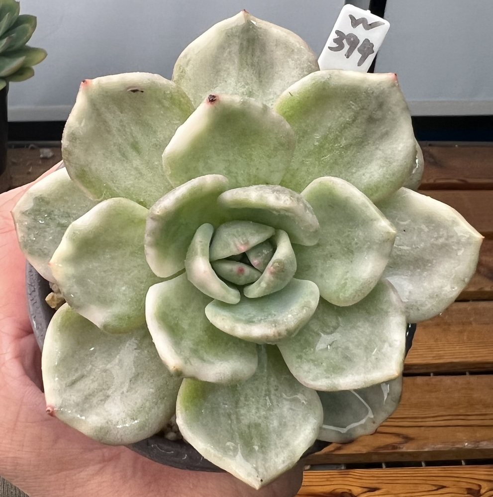 香槟绿植一物9cm新品盆栽植物肉多货肉稀有多肉植物