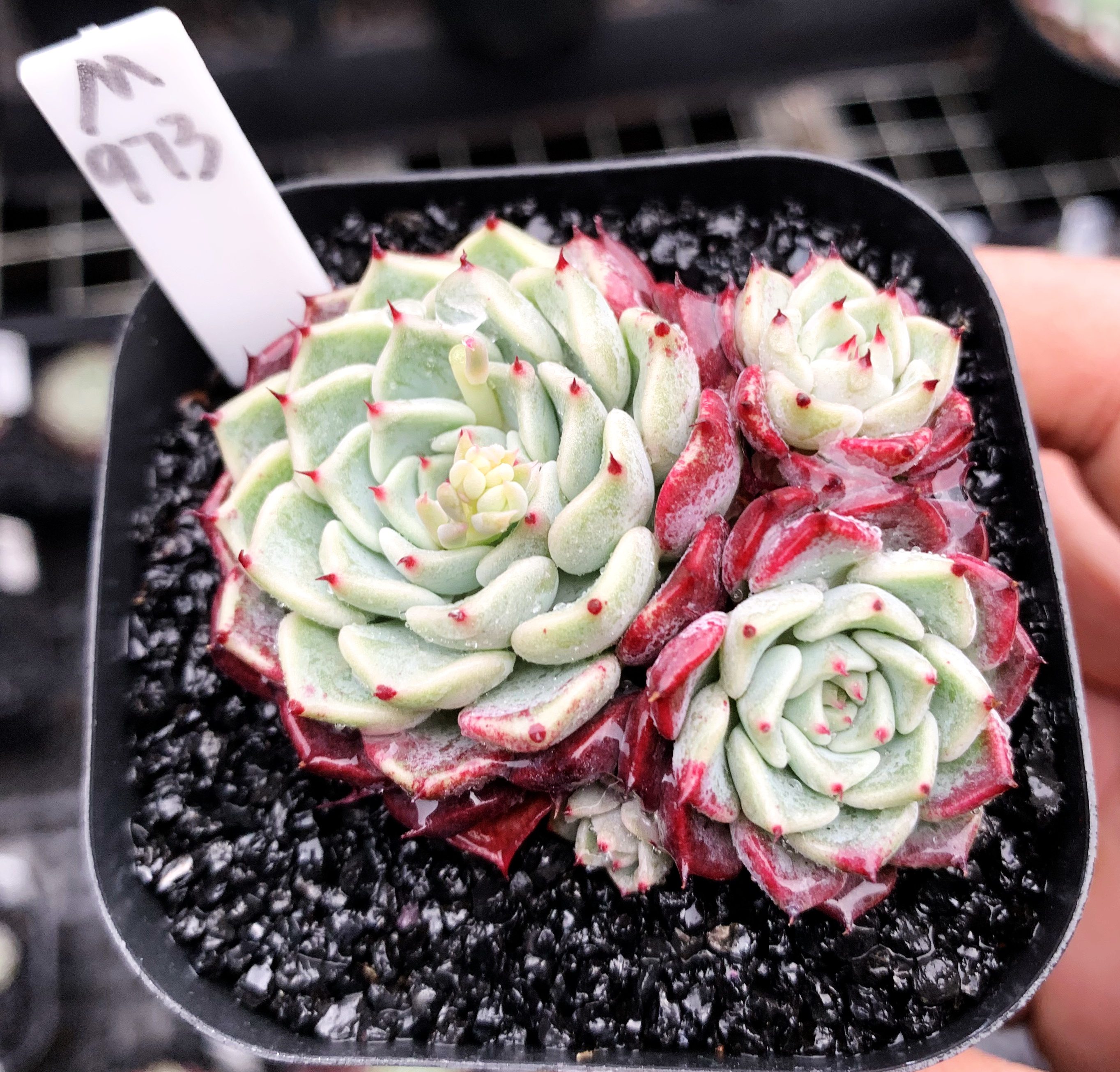 多肉植物 多肉 沙罗姬小群 6厘米盆 有根 一物一拍!个不大慎拍!