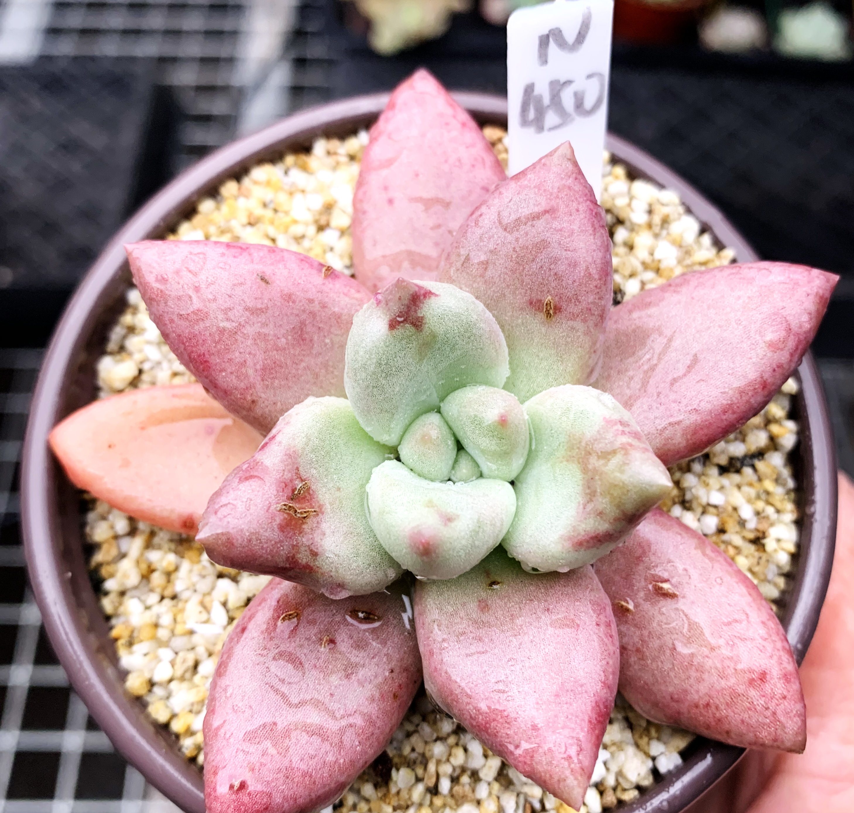 多肉植物 多肉 桃花源 特选 9厘米盆 有根 一物一拍!四季 肉肉