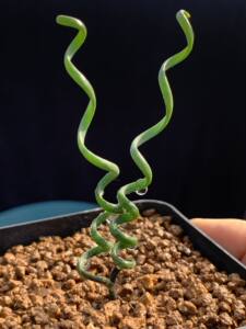 多肉星空花园 多肉植物 球根 钢丝弹簧草 稀少 超美 一物一拍